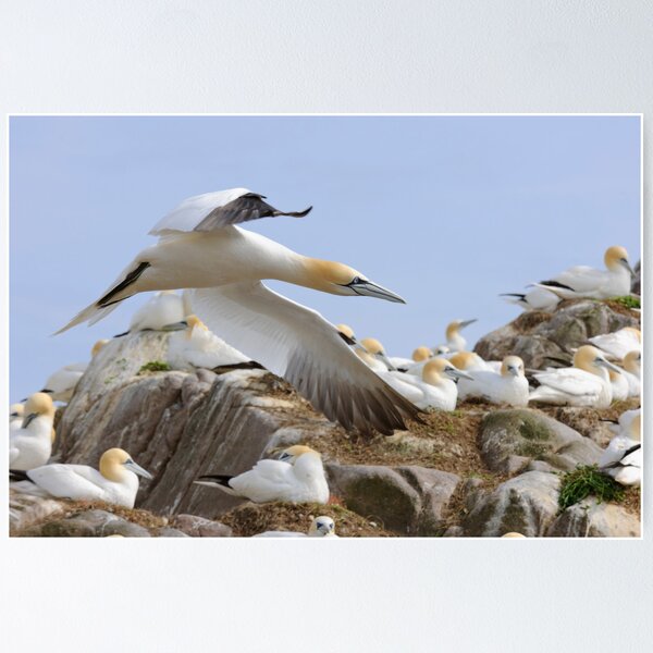 Item preview, Fly by - Saltee Island, County Wexford, Ireland designed and sold by AndrewJonesFoto.