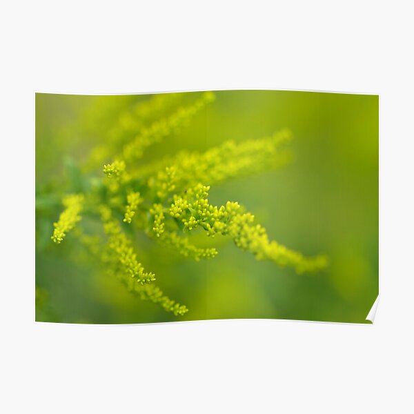 Goldenrod Poster