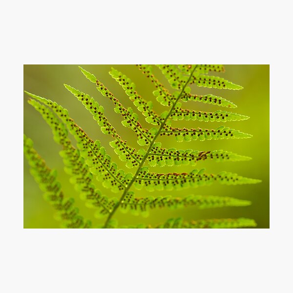 Fern Photographic Print