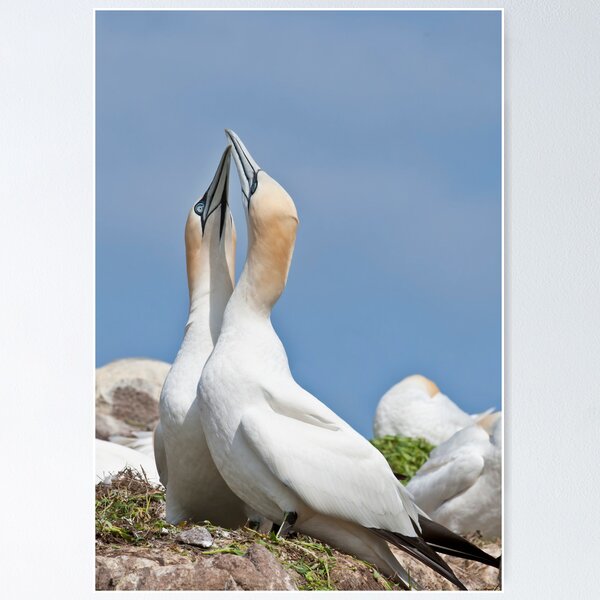 Item preview, Gannets greeting, Saltee Island, County Wexford, Ireland designed and sold by AndrewJonesFoto.