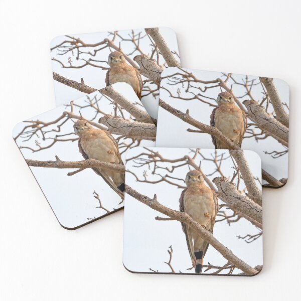 Item preview, Australian Kestral at Terrigal beach designed and sold by Doug Cliff.