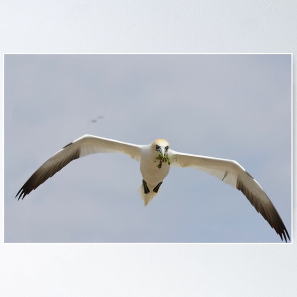 Item preview, bringing nesting material, gannet in flight, Saltee Island, Ireland designed and sold by AndrewJonesFoto.