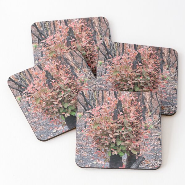 Item preview, Gumtree regrowth after the fires designed and sold by Doug Cliff.