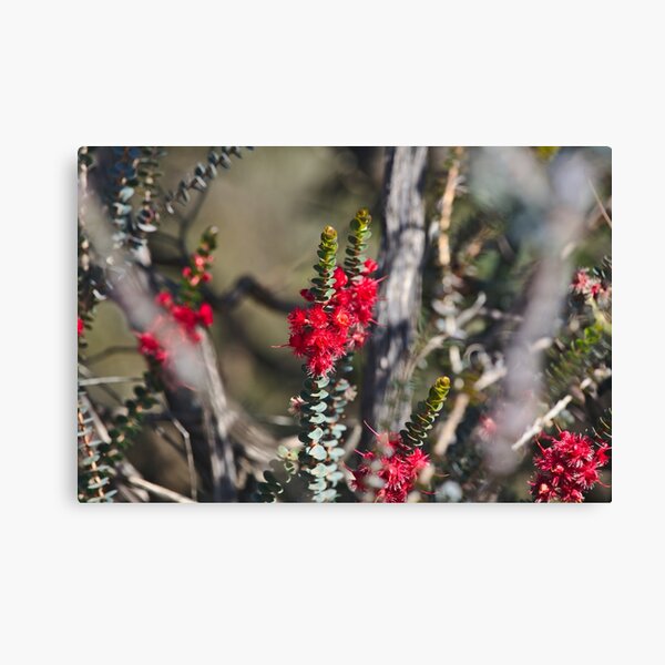 Item preview, A Pretty Red Native Wildflower Native To The Western Australian Outback designed and sold by Jason Gilbert.