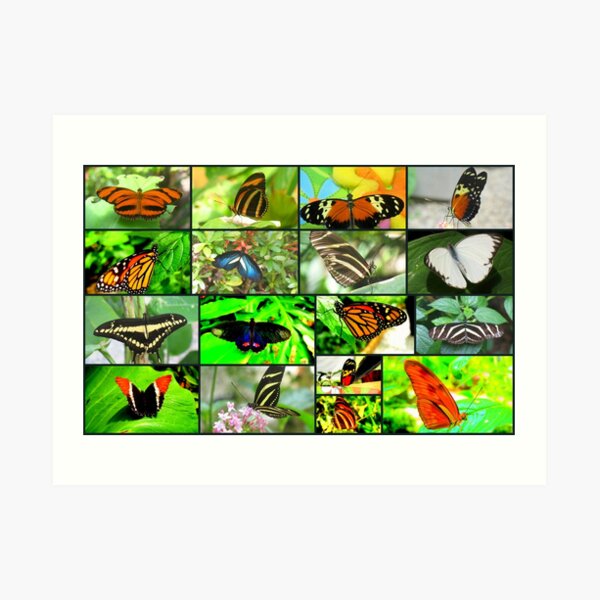COLORFUL WINGS Art Print