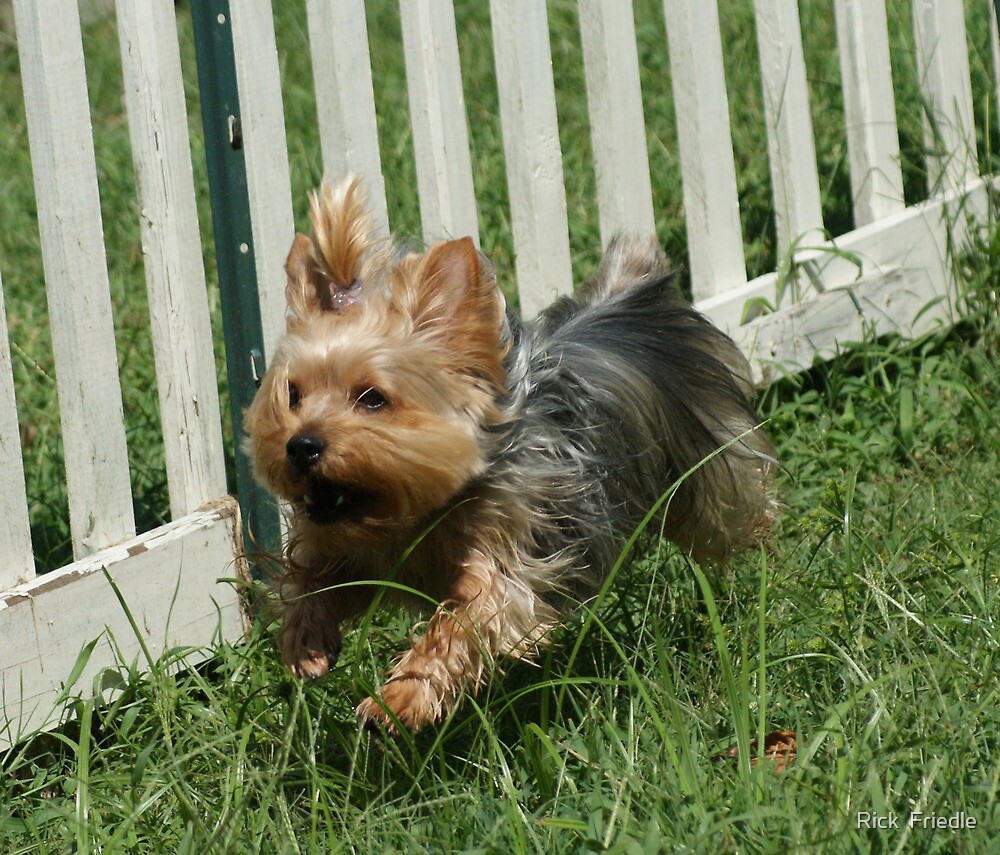 "Flying Yorkie" by Rick Friedle Redbubble