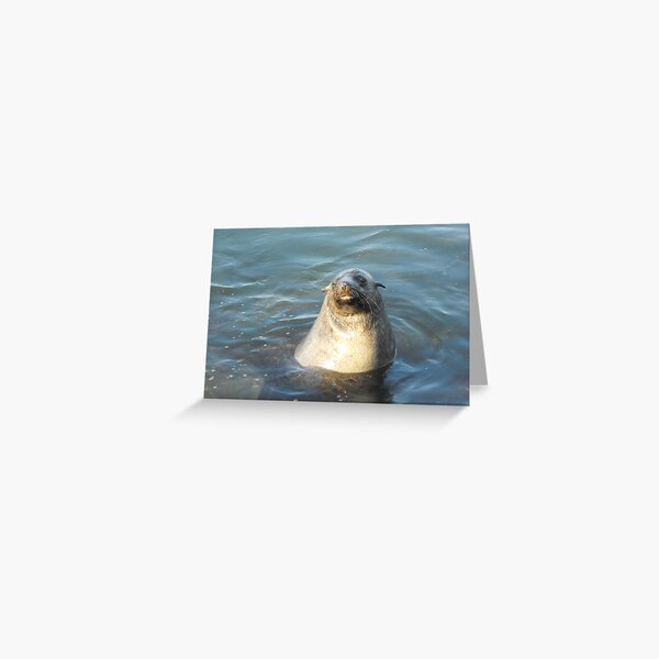 Item preview, Australian Fur Seal designed and sold by Matthew Walmsley-Sims.