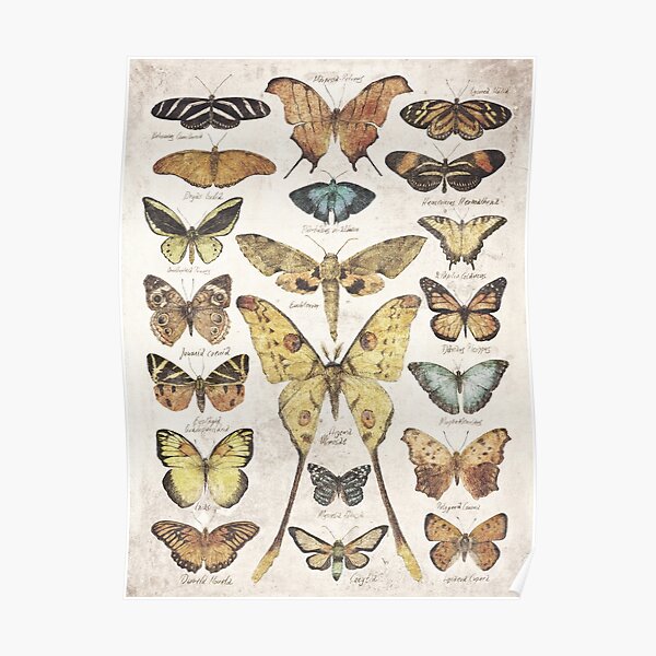 Butterflies and Moths Poster