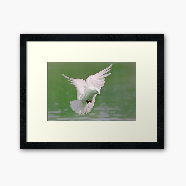 Peace Framed Art Print