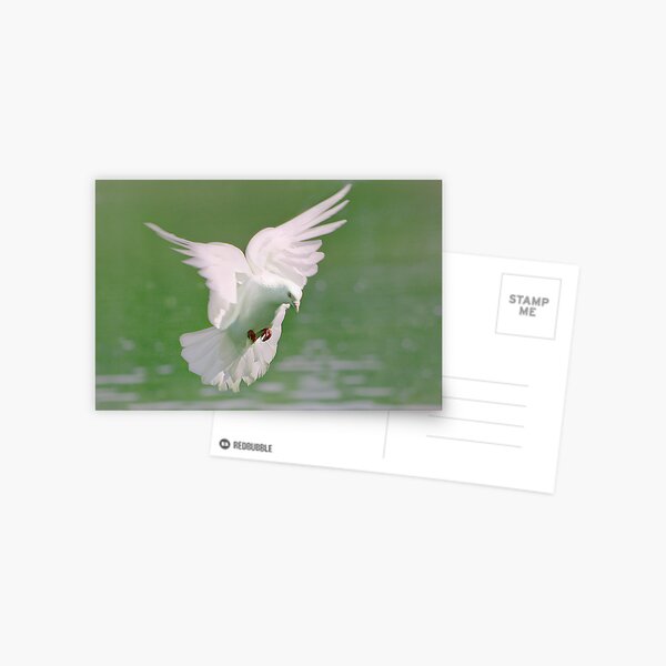 Peace Postcard