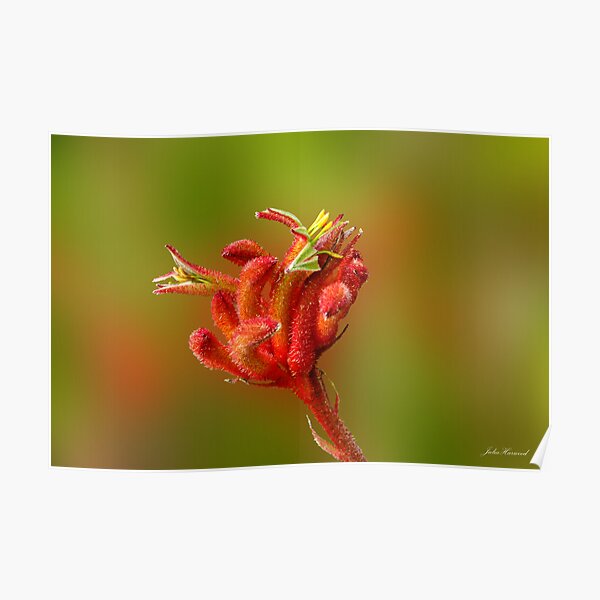 Kangaroo Paw, Anigozanthos 'Big Red' Poster