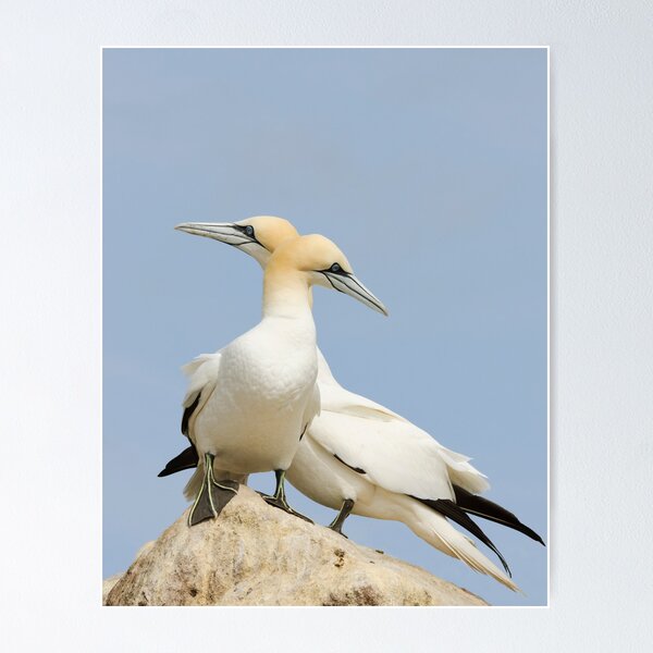 Item preview, Opposite point of view, gannets, saltee Island, County Wexford, Ireland designed and sold by AndrewJonesFoto.