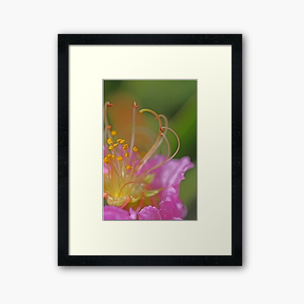 Item preview, Crape Myrtle Blossom designed and sold by Chet  King.