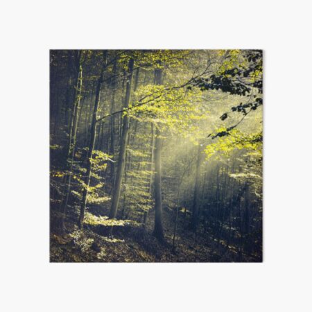 Being There - Morning Light in Forest Art Board Print