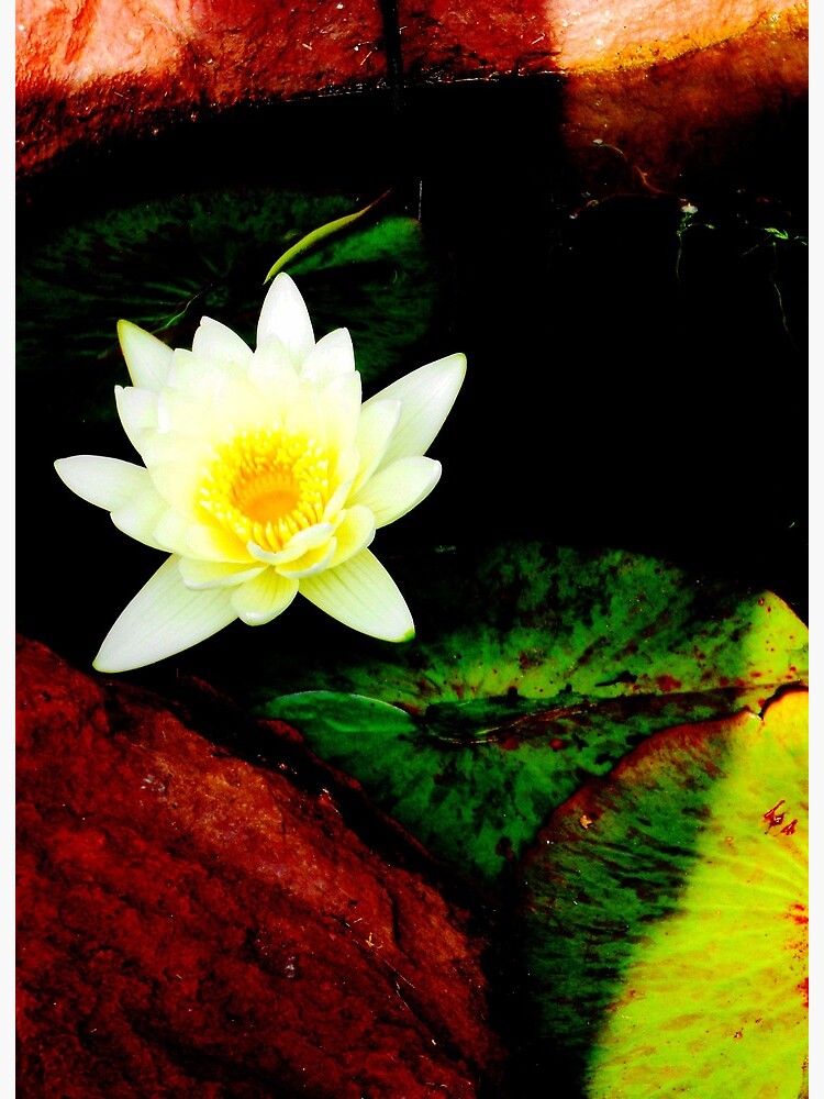 Lily Pad Flower Art Board Print By Renzies Redbubble