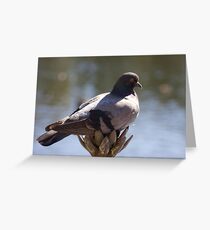 PIGEON REAL ESTATE Greeting Card