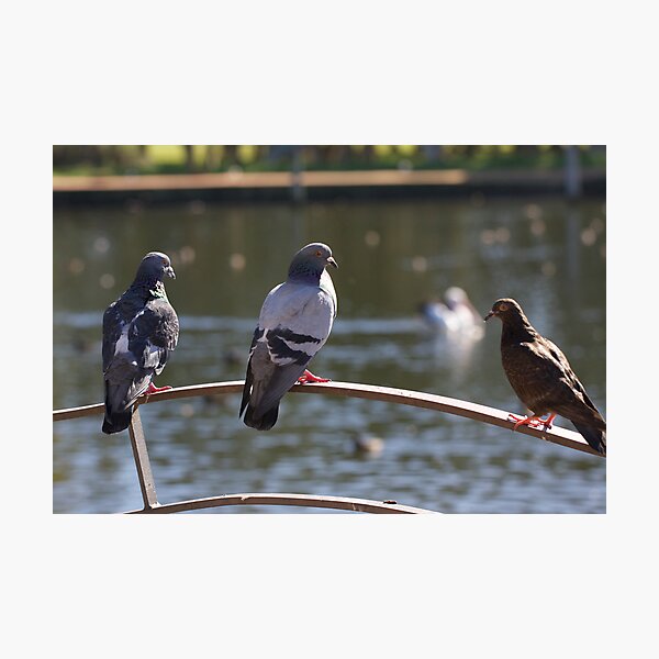 EXCECUTVIE PIGEONO Photographic Print