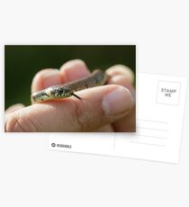 Grass Snake Postcards