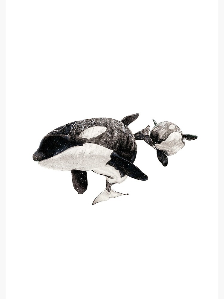 Original Katina and Taku Drawing, Killer Whale outlets Drawing, Orca Illustration, Color Pencil Drawing