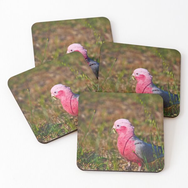 Item preview, A Pink And Grey Galah Munching On Grass Seeds At Dawn designed and sold by Jason Gilbert.