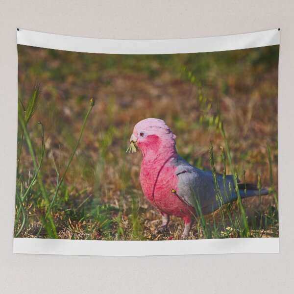 Item preview, A Pink And Grey Galah Munching On Grass Seeds At Dawn designed and sold by Jason Gilbert.