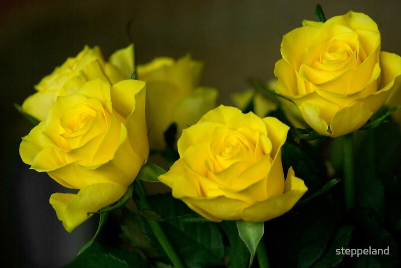 "Yellow roses, symbol of friendship and joy" Greeting Cards by