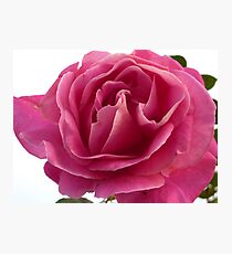 The Rose of Ramelton Photographic Print