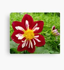 Southern Belle Canvas Print