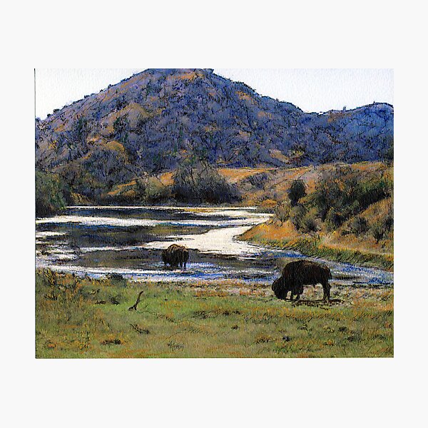 Catalina Buffalo Photographic Print
