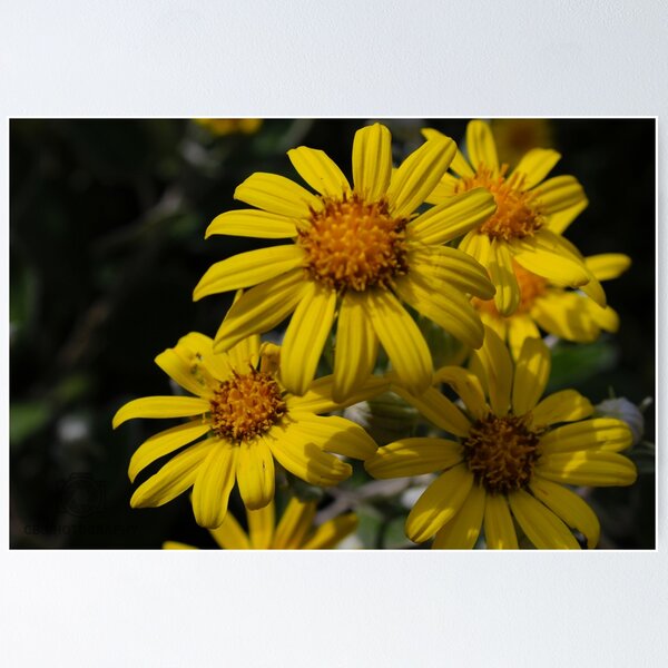 Artikelvorschau, Ein Bündel Gelbe Blumen entworfen und verkauft von cbpphotography.