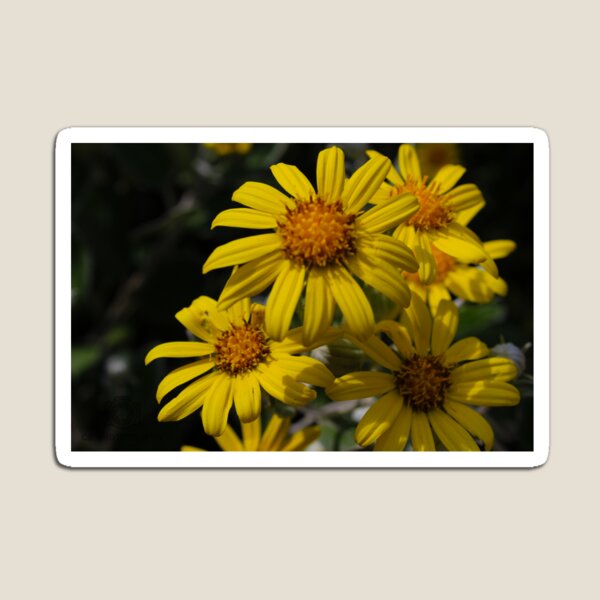 Aperçu de l'œuvre Un bouquet de fleurs jaunes créée et vendue par cbpphotography.