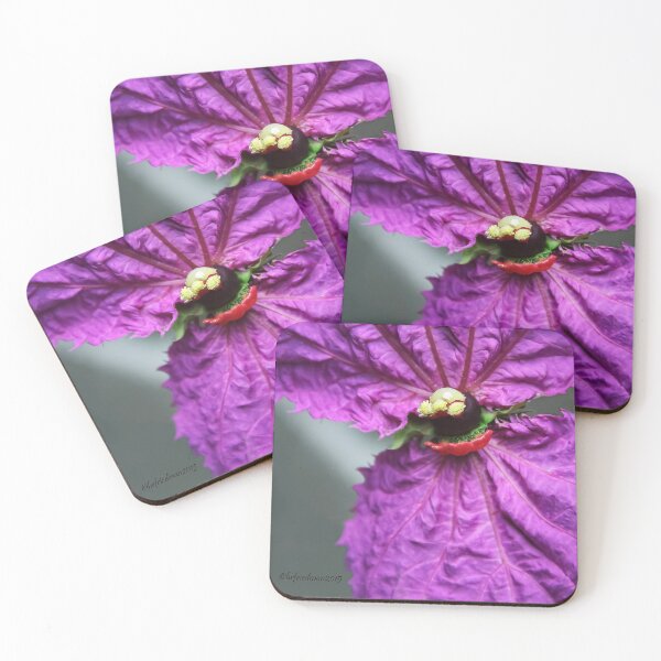 Item preview, Dalechampia Dioscoreifolia a.k.a Bow Tie Vine, Costa Rican Butterfly Vine, & Purple Wings   designed and sold by heatherfriedman.