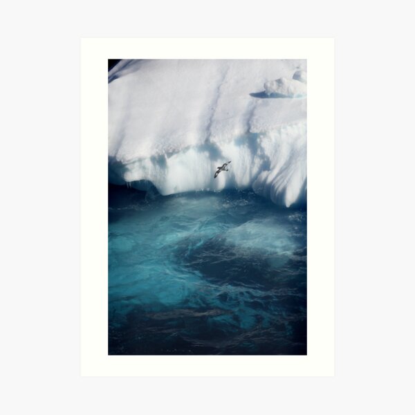 Antarctic bird Art Print