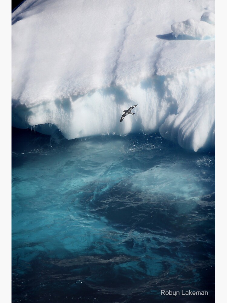 Antarctic bird by Rivergirl