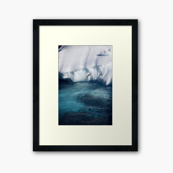 Antarctic bird Framed Art Print