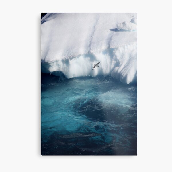 Antarctic bird Metal Print