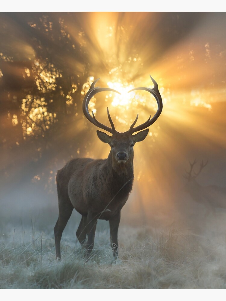 Deer with Heart Antlers