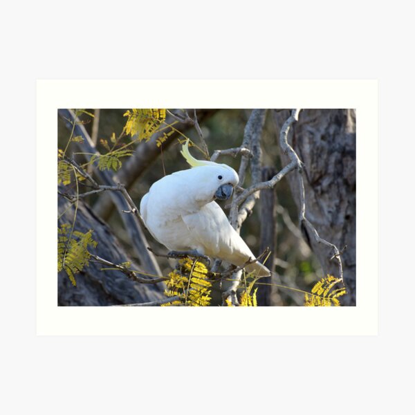 Sulphur-crested Cockatoo - Cacatua galerita Art Print
