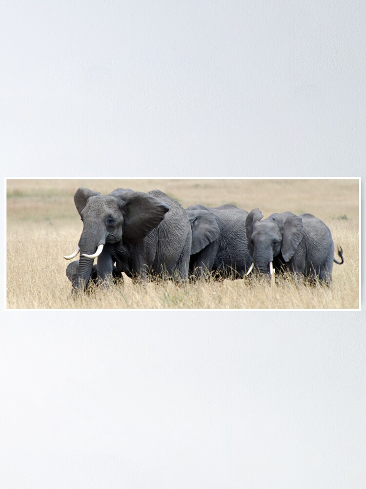 Alternate view of The Herd Poster
