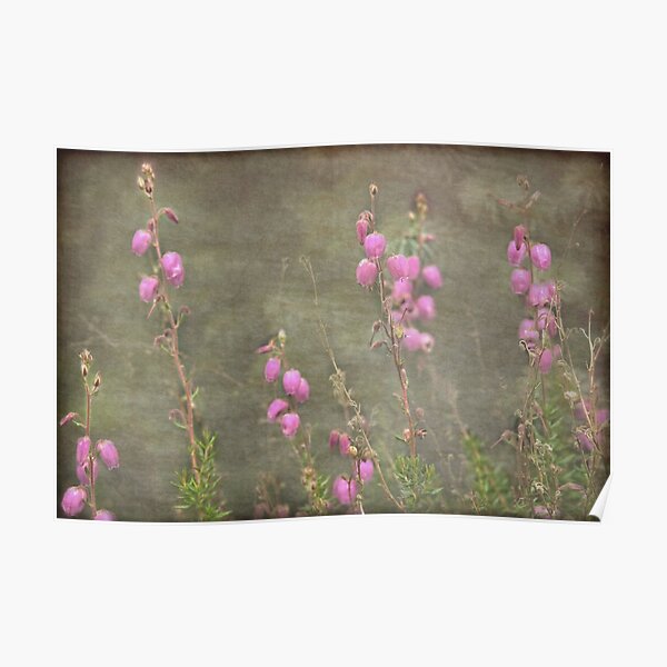 A melody of soft pink Irish Heath Poster