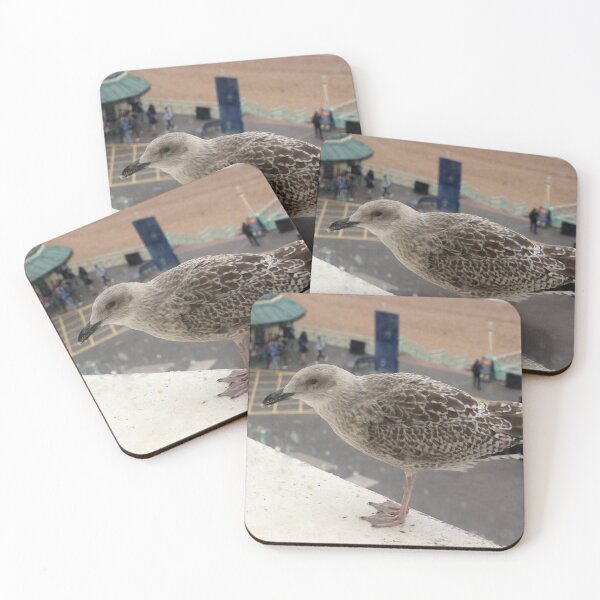 Item preview, Seagull begging designed and sold by pinkal.