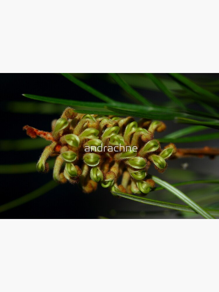 Grevillea Hodgei by andrachne
