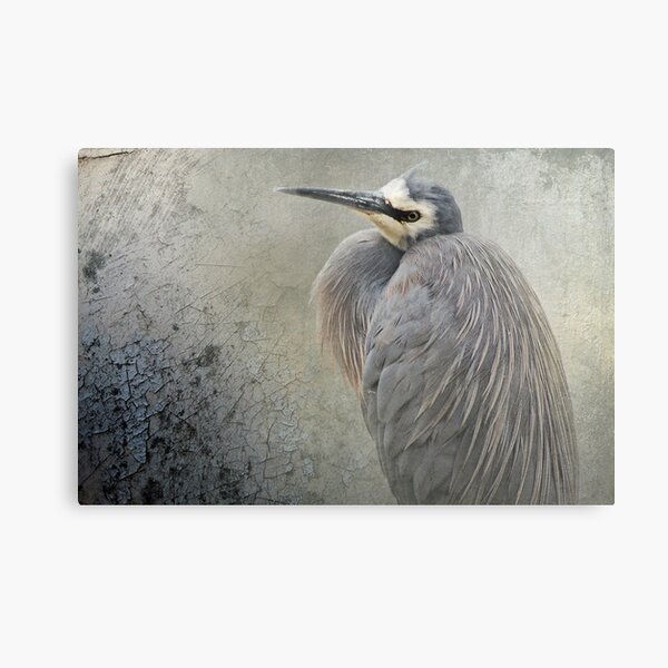 White Faced Heron Canvas Print