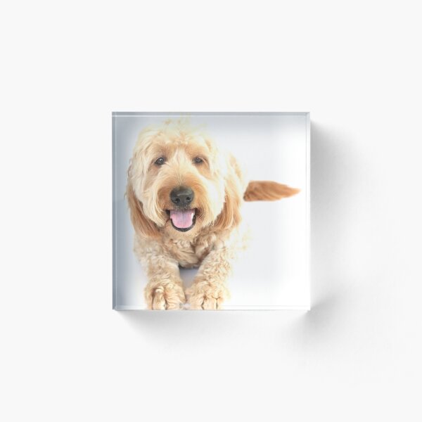 Chase The Dog 2019 Acrylic Block