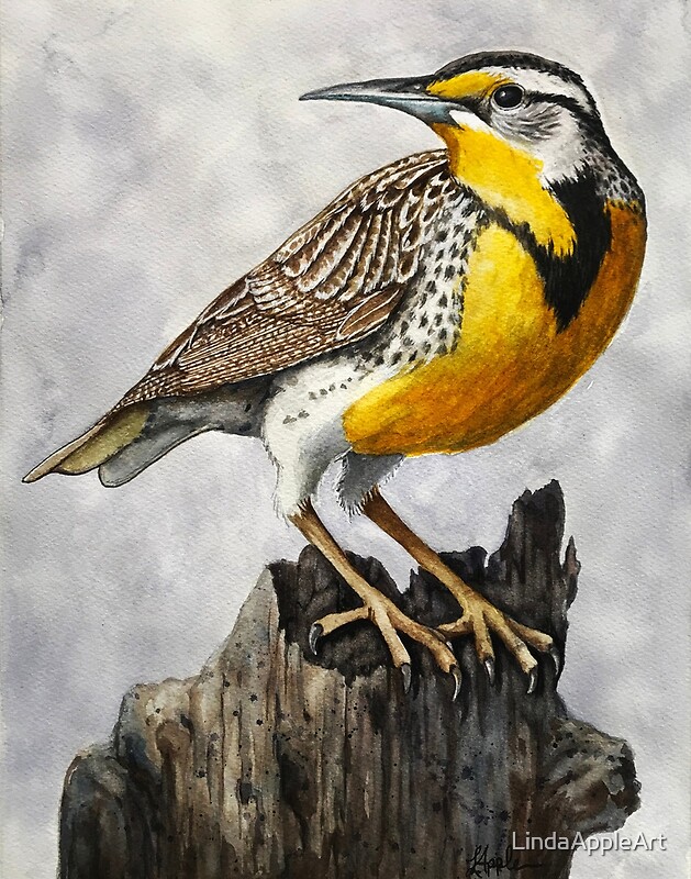 "Western Meadowlark State Bird Wildlife Watercolor" by LindaAppleArt