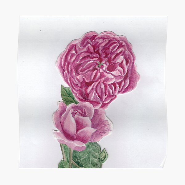 A rose and a rose Poster