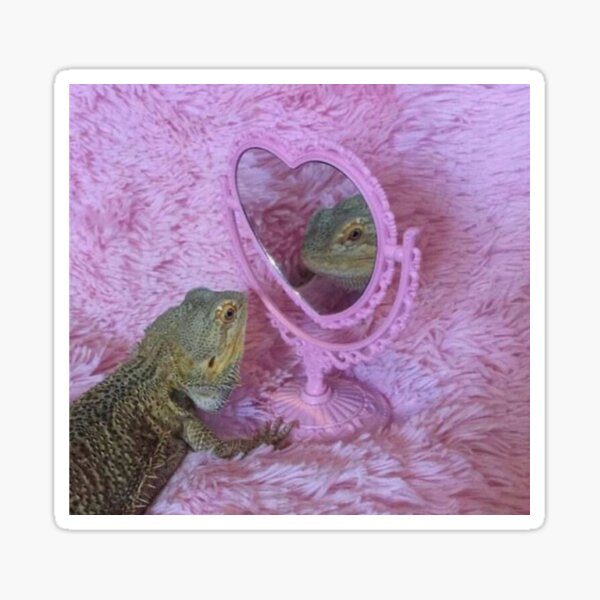 bearded dragon admiring himself in mirror Sticker