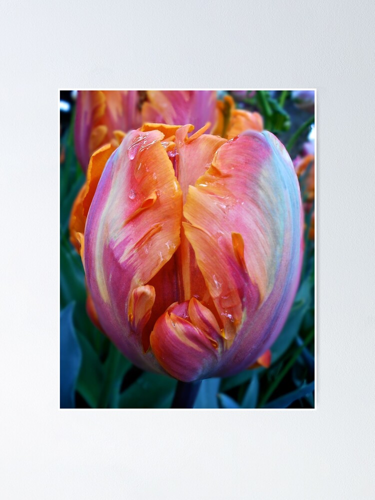 Póster «Flor Yoni Naturaleza Tulipán» de GoddessChrissy | Redbubble