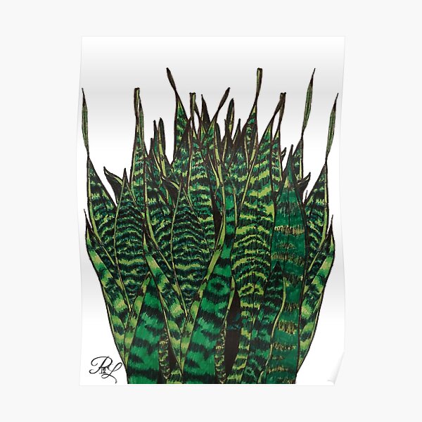 Sanseveria Poster