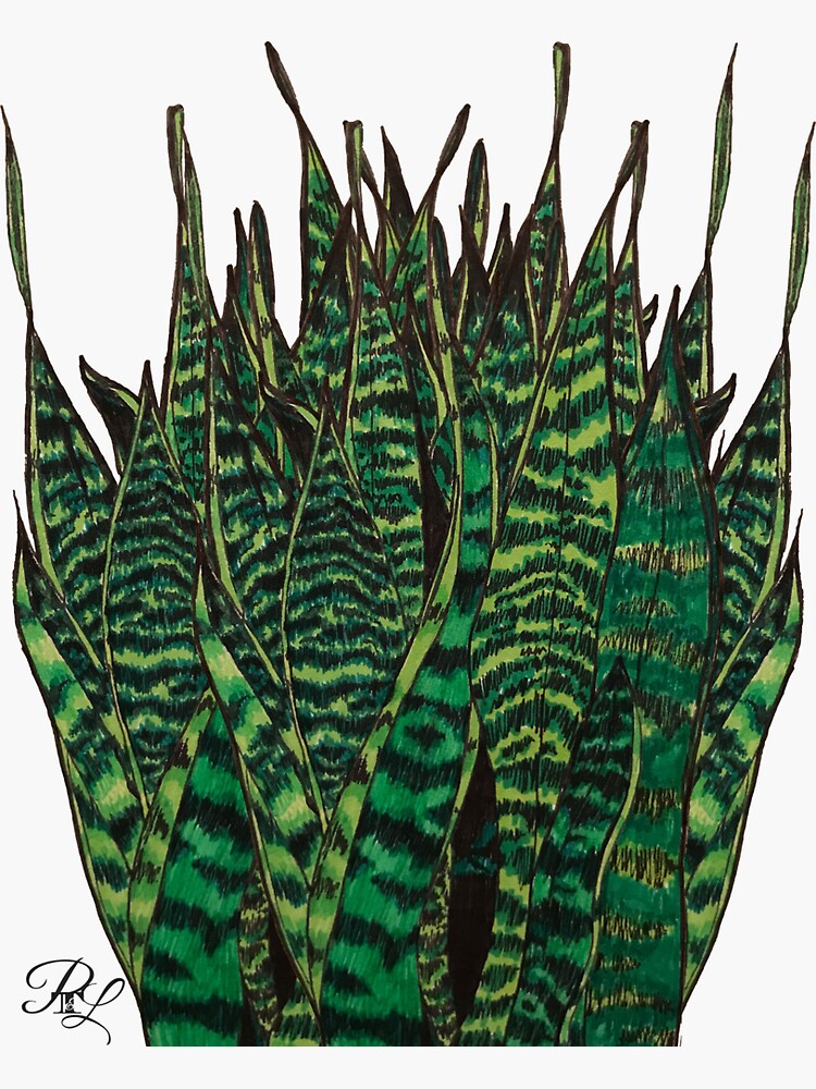 Sanseveria by PTnL